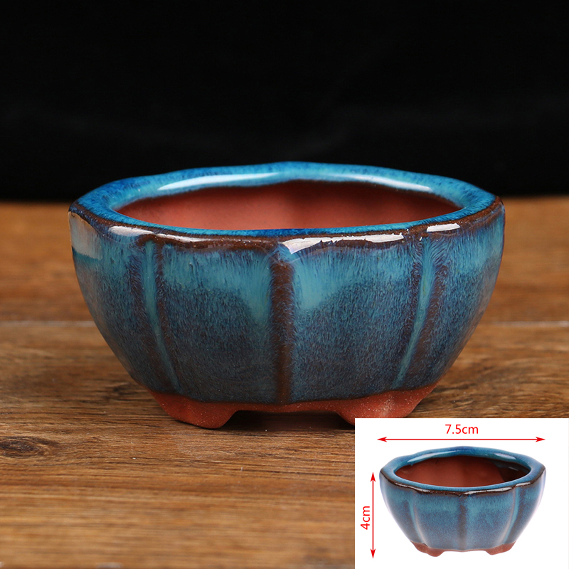 Echeveria Succulent - Mini Pot de fleurs bonsaï en
