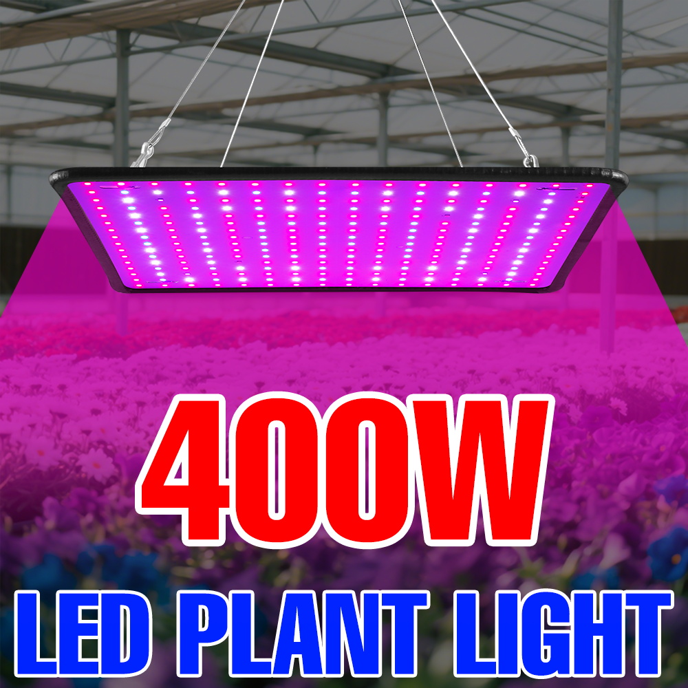Echeveria Succulent - 400W LED élèvent la lumière spectre