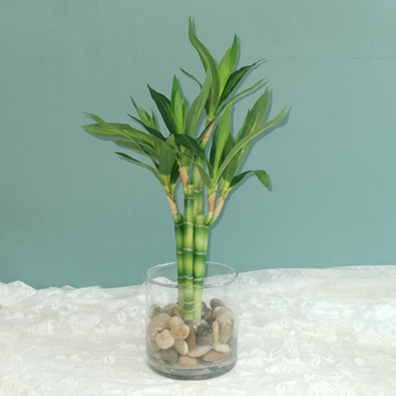 Echeveria Succulent - Nouveau 40cm rFtificial chanceux bambou succulente