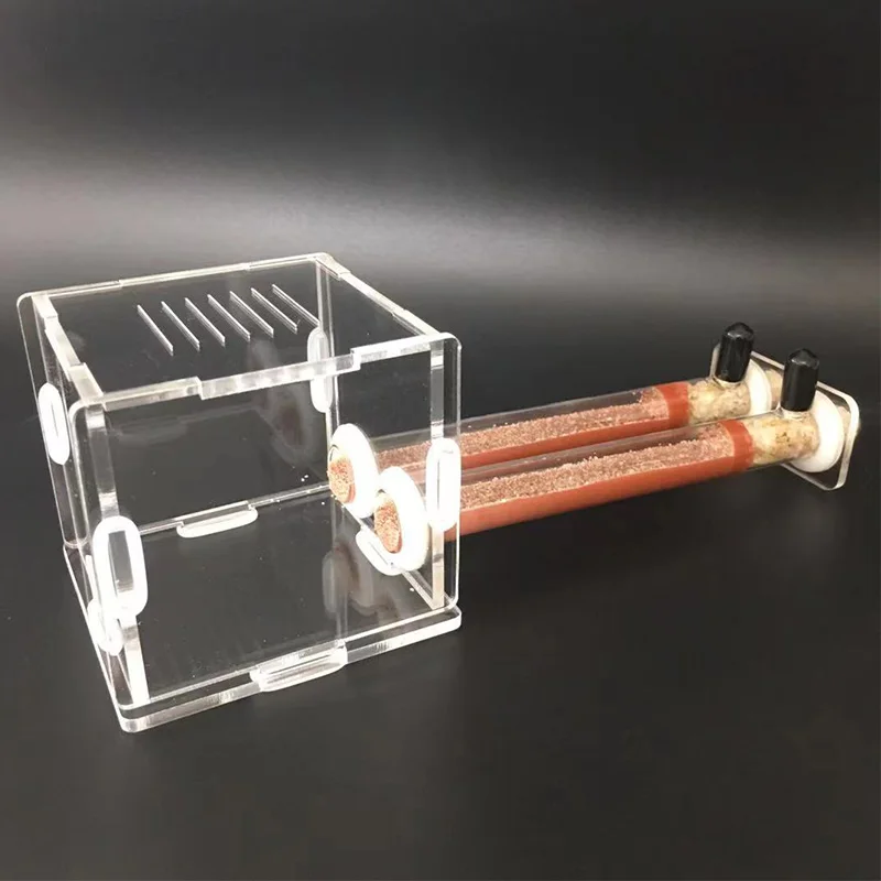 Begonia Rex - Fourmilière DIY en tubes de bambou