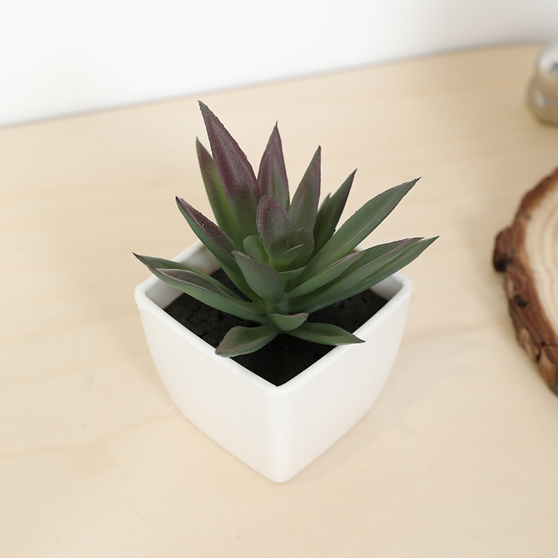 Echeveria Succulent - Mini tasse de fée succulente artificielle,