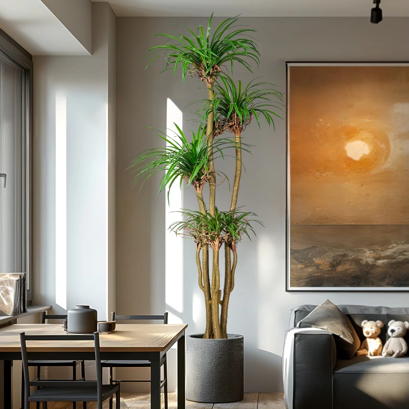 Arbre domestique intérieur/ext - Dracaena Marginata avis et prix