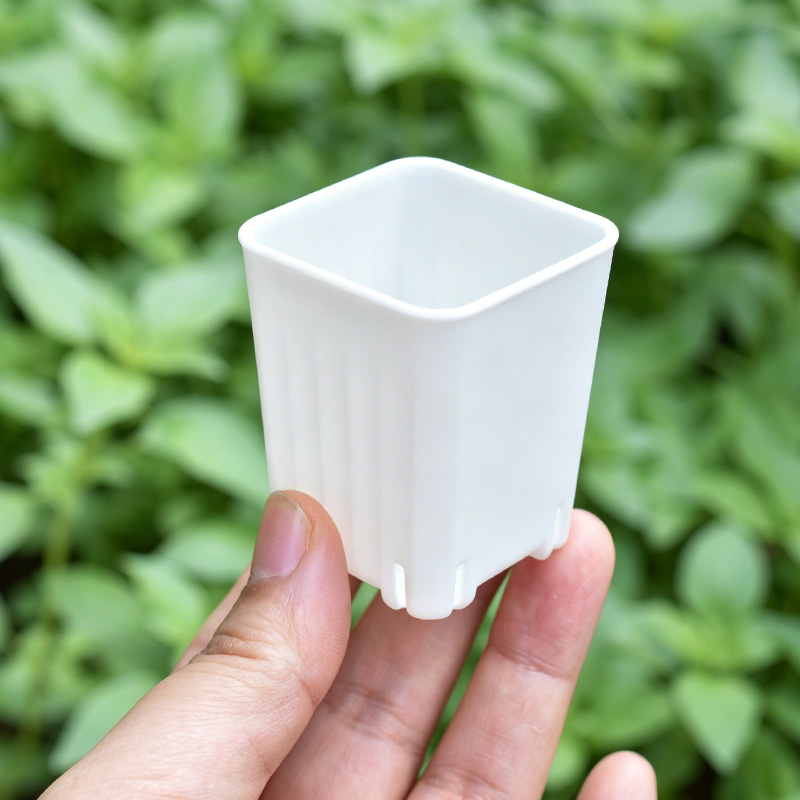 Mini pot de fleurs carré blanc - Echeveria Succulent avis et prix