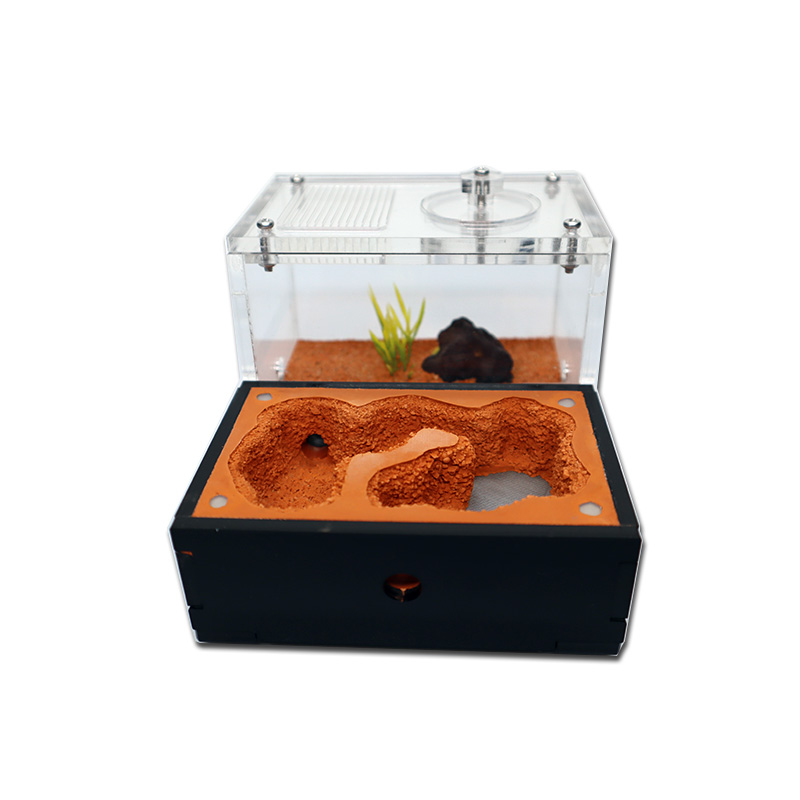 Ferme de fourmi au sol jaune a - Begonia Rex avis et prix