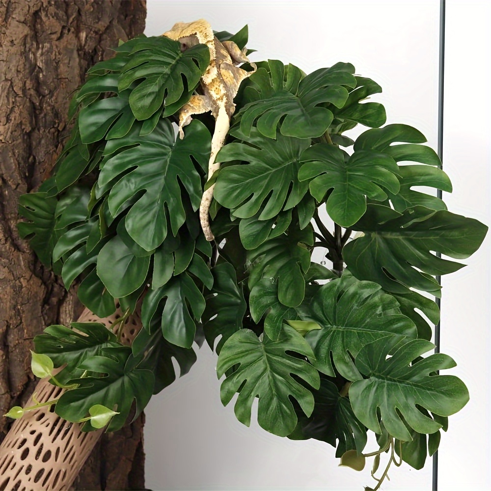 Plantes pour terrarium, plante - Monstera Adansonii avis et prix