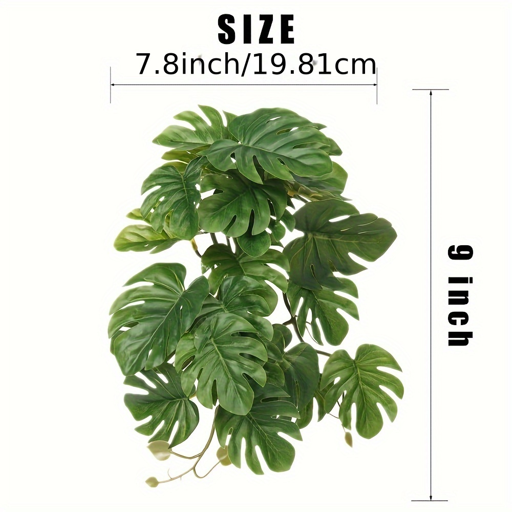 Plantes pour terrarium, plante - Monstera Adansonii avis et prix