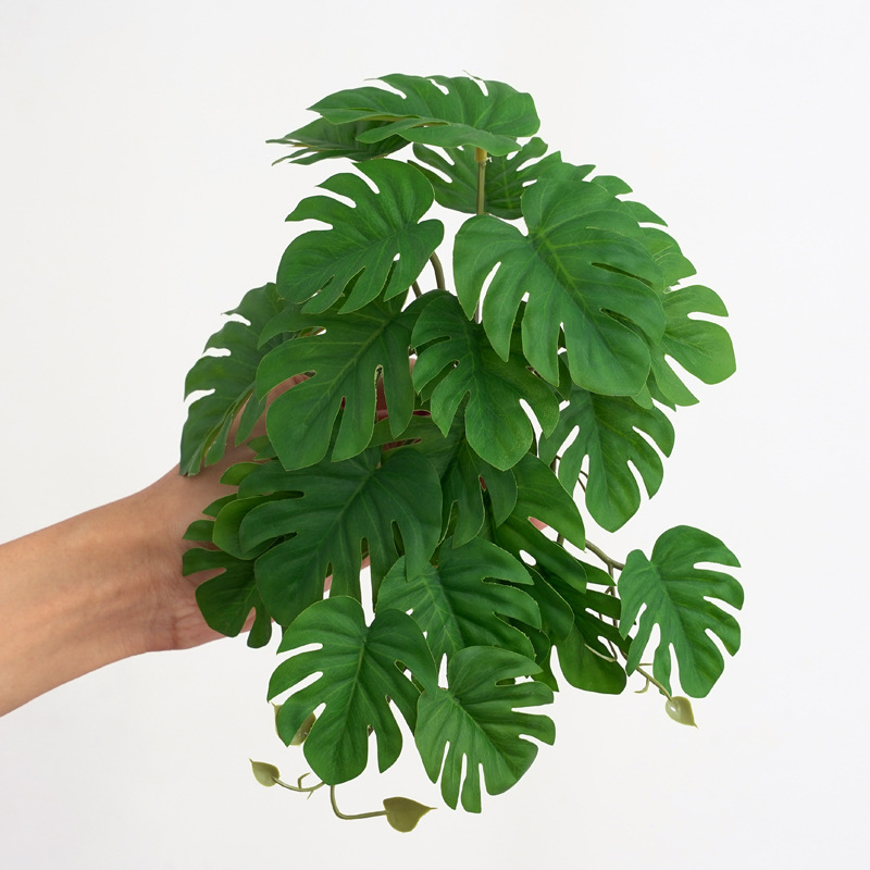 Plantes pour terrarium, plante - Monstera Adansonii avis et prix