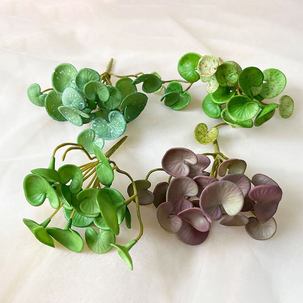 Plantes succulentes oligvertes - Echeveria Succulent avis et prix