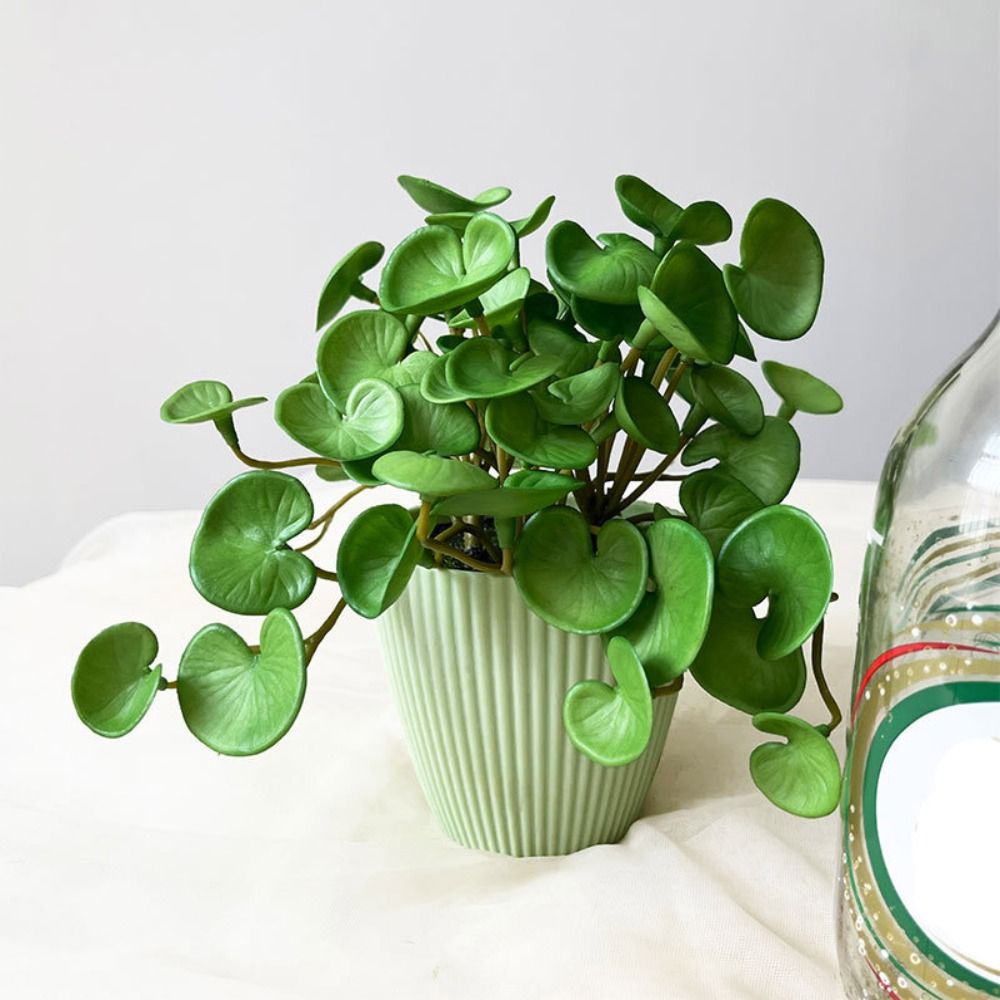 Plantes succulentes oligvertes - Echeveria Succulent avis et prix
