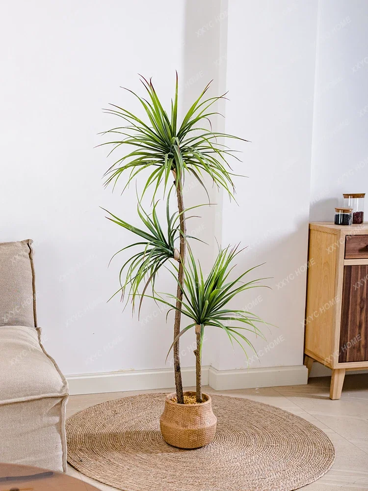 Simulation de plante verte lég - Dracaena Marginata avis et prix