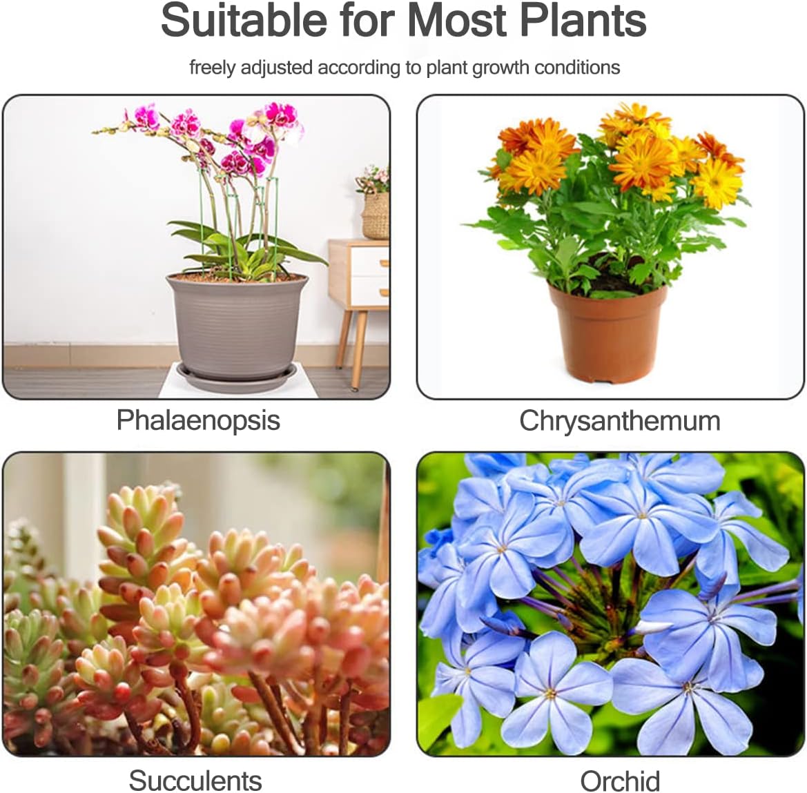 5/10 piquets de support pour p - Echeveria Succulent avis et prix