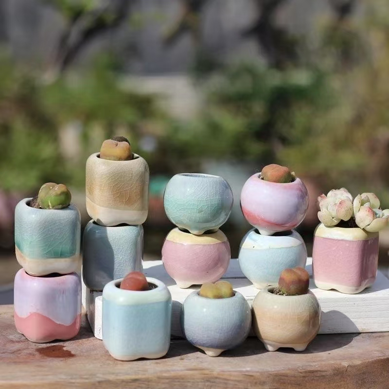 6 pièces Mini pot de fleurs su - Echeveria Succulent avis et prix